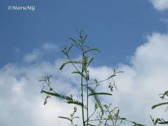 Aeschynomene fascicularis