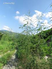 Aeschynomene fascicularis