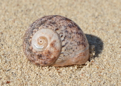 Lunella cinerea