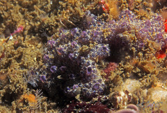 Distaplia