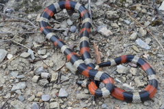 Lampropeltis polyzona