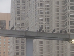 Columba livia domestica