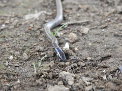 Uropeltidae