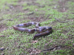 Uropeltidae