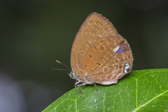 Arhopala amphimuta
