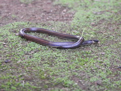 Uropeltidae