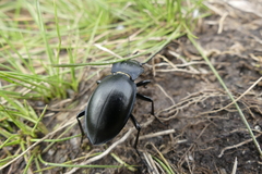 Carabus glabratus