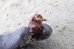 Pericoptus truncatus