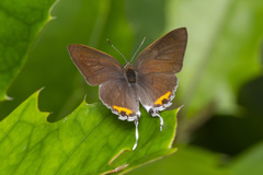Hypolycaena thecloides
