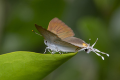 Hypolycaena thecloides