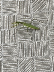 Tenodera sinensis