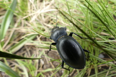 Carabus glabratus