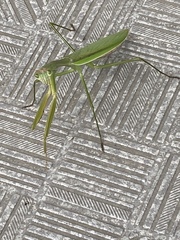 Tenodera sinensis