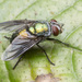 Blow Flies - Photo (c) budak, some rights reserved (CC BY-NC), uploaded by budak