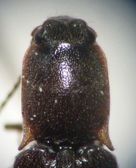 Ctenicera angularis
