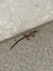 Takydromus tachydromoides