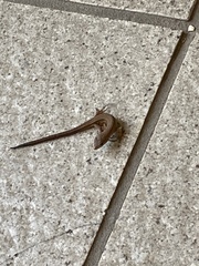Takydromus tachydromoides