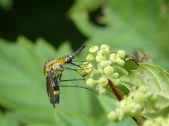 Lepidophora lepidocera