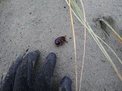 Pericoptus truncatus