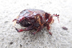 Pericoptus truncatus