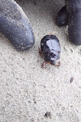 Pericoptus truncatus