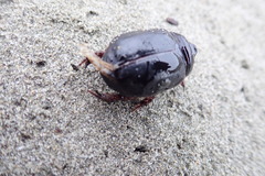 Pericoptus truncatus