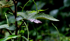 Abraximorpha davidii