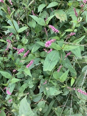 Persicaria longiseta