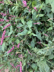 Persicaria longiseta