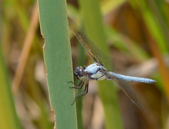 Libellula flavida