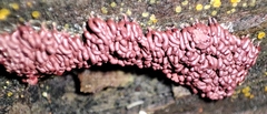 Arcyria stipata