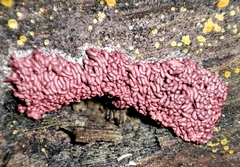 Arcyria stipata