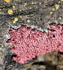 Arcyria stipata