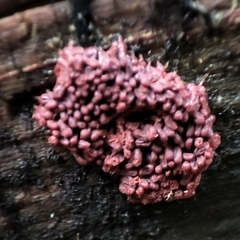 Arcyria stipata