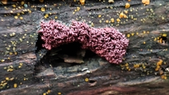 Arcyria stipata