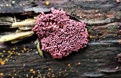 Arcyria stipata