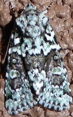 Lacinipolia strigicollis