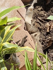 Sceloporus occidentalis