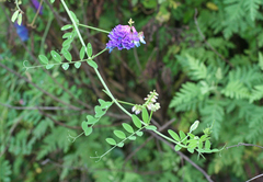 Vicia amurensis