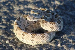 Crotalus enyo
