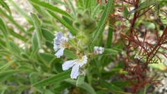 Scaevola canescens