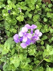 Orychophragmus violaceus