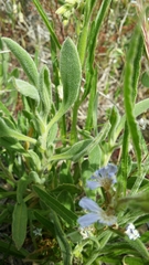 Scaevola canescens
