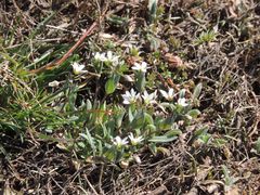 Holosteum umbellatum
