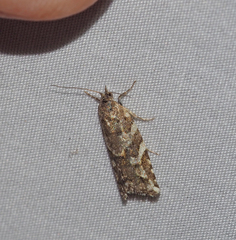 Thrincophora