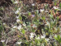 Holosteum umbellatum
