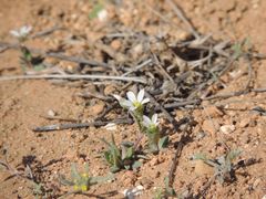 Holosteum umbellatum