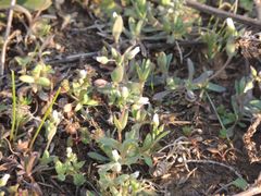 Holosteum umbellatum