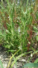 Scaevola canescens