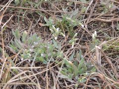 Holosteum umbellatum